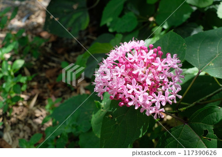 Buttonwort flower Buttonwort flower 117390626