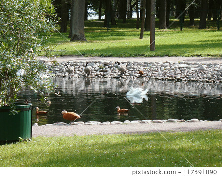 A peaceful park scene with ducks and a swan gliding on a calm pond, embraced by vibrant greenery and tall trees. 117391090