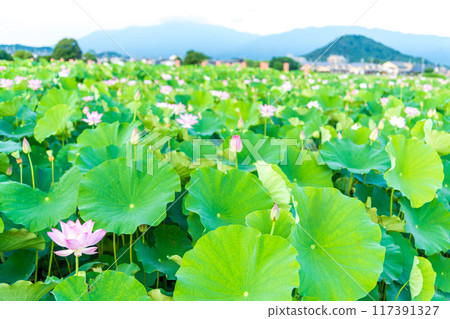 藤原峽遺跡的荷花池的景色，以及遠處高聳的Unebi山的景色。 117391327
