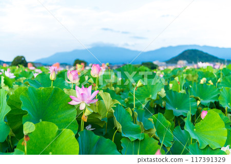 藤原峽遺跡的荷花池的景色，以及遠處高聳的Unebi山的景色。 117391329