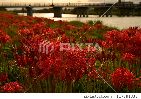 A cluster amaryllis along the river A cluster amaryllis along the river 117391333