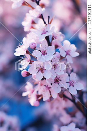 pink cherry or sakura flowers blooming at spring background, blossoming at garden 117391511