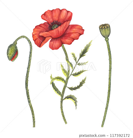 Red poppy flowers bunch, bud, stems. Memorial Day in USA, Anzac Day in Australia. Remember and honor. Meadow wild blossom, field blooming. Hand drawn watercolor illustration isolated background Red poppy flowers bunch, bud, stems. Memorial Day in USA, Anzac Day in Australia. Remember and honor. Meadow wild blossom, field blooming. Hand drawn watercolor illustration isolated background 117392172