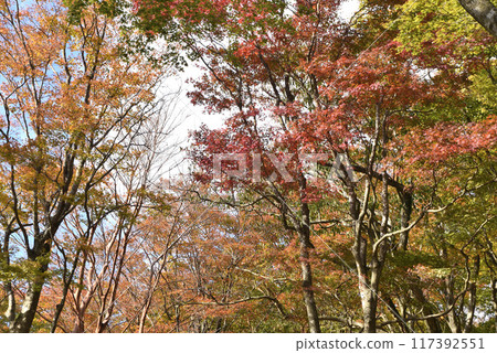 Autumn leaves Autumn leaves 117392551