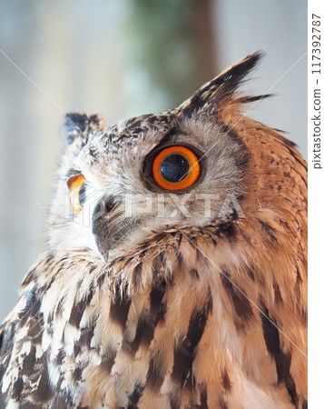 Owl at Animals and Everyone's House Owl at Animals and Everyone's House 117392787