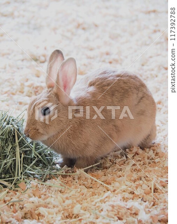 Rabbits at Animal House 117392788