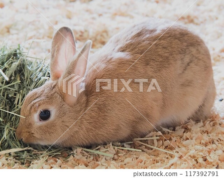 動物和大家的兔子 117392791