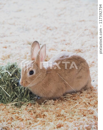 動物和大家的兔子 117392794