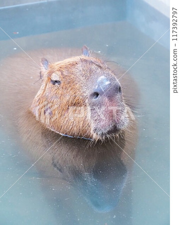 動物和大家的家水豚 117392797