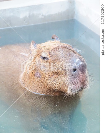 動物和大家的家水豚 動物和大家的家水豚 117392800