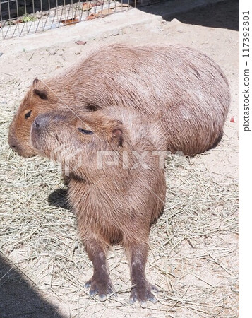 動物和大家的家水豚 動物和大家的家水豚 117392801