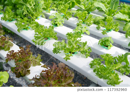 hydroponic salad farm grows leafy greens using a soilless system. Nutrient-rich water feeds the plants, ensuring faster growth and higher yields. The controlled environment produces fresh, clean 117392960