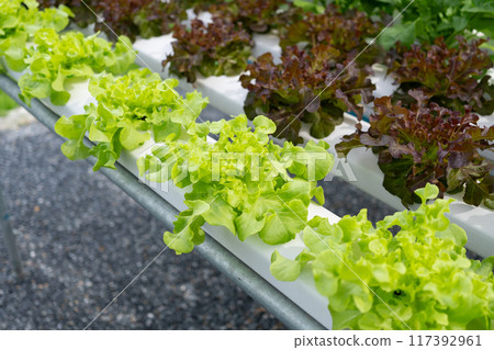 hydroponic salad farm grows leafy greens using a soilless system. Nutrient-rich water feeds the plants, ensuring faster growth and higher yields. The controlled environment produces fresh, clean hydroponic salad farm grows leafy greens using a soilless system. Nutrient-rich water feeds the plants, ensuring faster growth and higher yields. The controlled environment produces fresh, clean 117392961