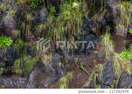 Vegetation and water distribution in the area of Levada 25 Fontes on the island of Madeira 117392976