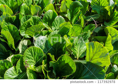Vegetation and water distribution in the area of Levada 25 Fontes on the island of Madeira Vegetation and water distribution in the area of Levada 25 Fontes on the island of Madeira 117392978