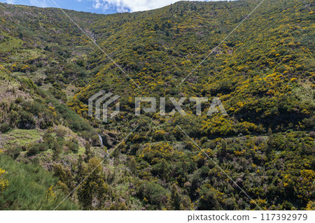 Vegetation and water distribution in the area of Levada 25 Fontes on the island of Madeira 117392979