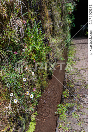 Vegetation and water distribution in the area of Levada 25 Fontes on the island of Madeira Vegetation and water distribution in the area of Levada 25 Fontes on the island of Madeira 117392981