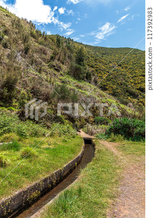 Vegetation and water distribution in the area of Levada 25 Fontes on the island of Madeira 117392983