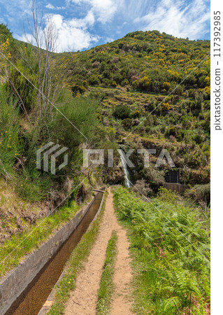 Vegetation and water distribution in the area of Levada 25 Fontes on the island of Madeira 117392985