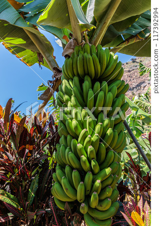 Banana growing at the Banana Route - Madalena do Mar on the island of Madeira 117392994