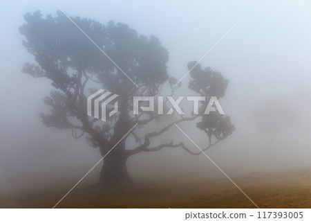 Magical Fanal Laurel Forest on the island of Madeira 117393005