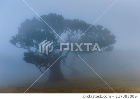 Magical Fanal Laurel Forest on the island of Madeira Magical Fanal Laurel Forest on the island of Madeira 117393009