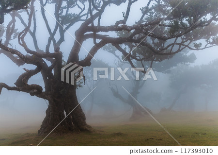 Magical Fanal Laurel Forest on the island of Madeira 117393010