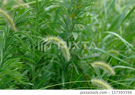 Cat grumbling Eno korosa 117393398