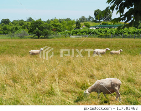 Sheep grazing on a vast pasture 117393468
