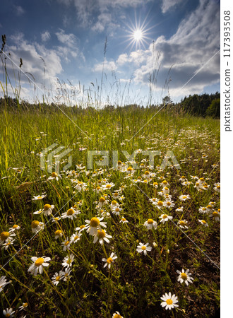 Chamomile plants on spring field with sun in sky with clouds - wide angle view landscape 117393508