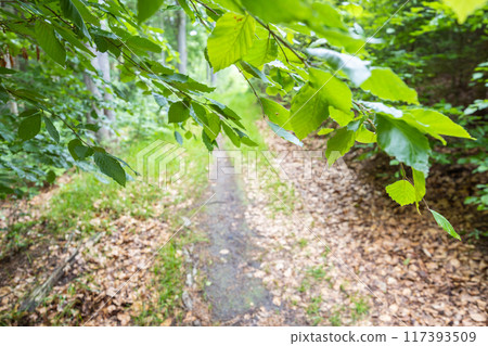 Forest path with beech tree branches on foreground 117393509