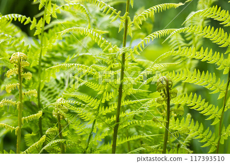 Fresh fern plants - spring plants detail 117393510