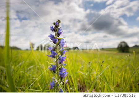 Viper's bugloss flower on field, Czechia, Europe 117393512