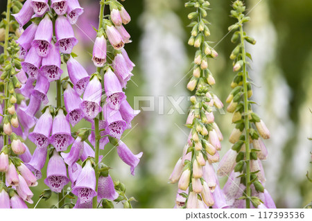 Wild foxglove flowers - digitalis plants 117393536