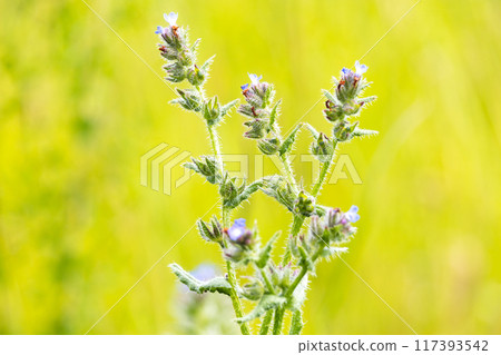 Small bugloss - Anchusa arvensis plant detail on blurred green background Small bugloss - Anchusa arvensis plant detail on blurred green background 117393542
