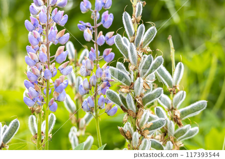 Wild lupine flowers in late spring on green background 117393544