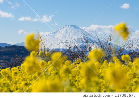 [Kanagawa Prefecture] Rape blossoms and Mt. Fuji in Azumayama Park 117393673