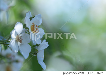 白花 白花 117393674