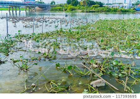 Duck farm. 117393695