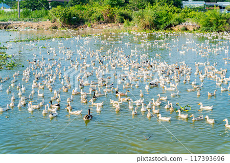 Duck farm. Duck farm. 117393696