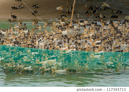 Duck farm. 117393713