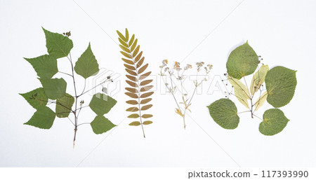 Collection of dried plants, herbarium, white background, top view Collection of dried plants, herbarium, white background, top view 117393990