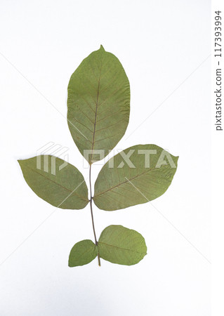 Dried walnut tree leaves, herbarium on white background, top view Dried walnut tree leaves, herbarium on white background, top view 117393994