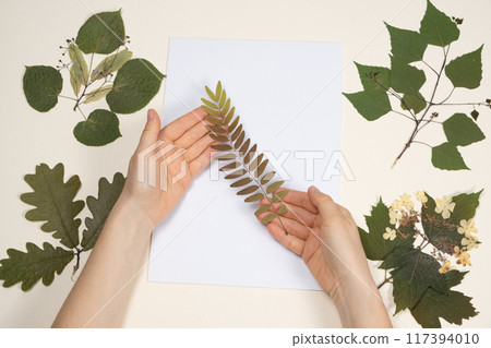 Hands holding a dried honey locust leaves, making a herbarium 117394010