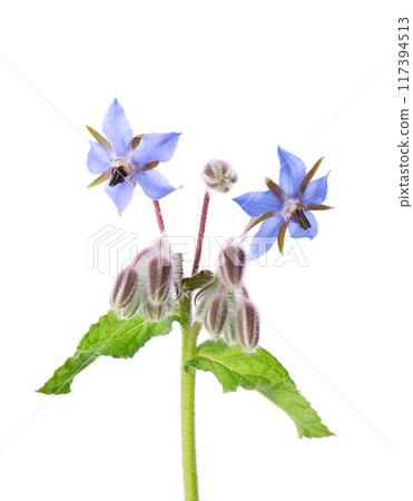 Borage flowers isolated on white background. Borago officinalis bush. Clipping path. 117394513
