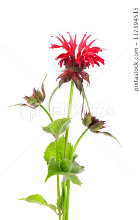 Monarda flower isolated on a white background. Bergamot flower. Oswego tea, scarlet beebalm. Monarda flower isolated on a white background. Bergamot flower. Oswego tea, scarlet beebalm. 117394515