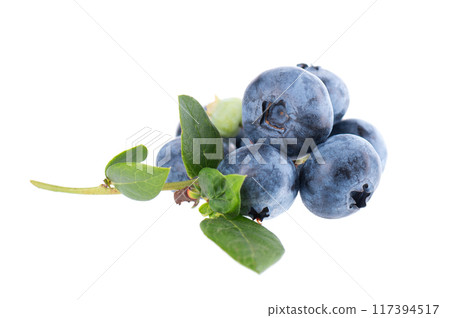 Blueberry branch isolated on white background. Bilberry or whortleberry with green leaves. Clipping path. Blueberry branch isolated on white background. Bilberry or whortleberry with green leaves. Clipping path. 117394517