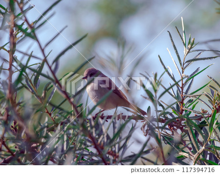 Young female of brown shrike perching on a branch of prickly sea buckthorn 117394716