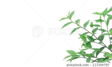 Cut out image of a weed plant with carefully crafted clipping paths. Cut out image of a weed plant with carefully crafted clipping paths. 117394797