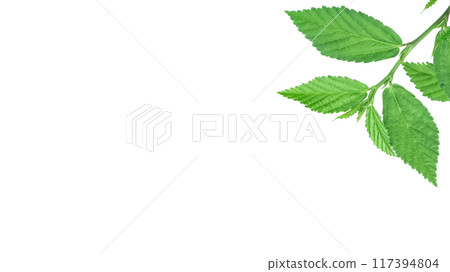 Cut out image of a weed plant with carefully crafted clipping paths. Cut out image of a weed plant with carefully crafted clipping paths. 117394804